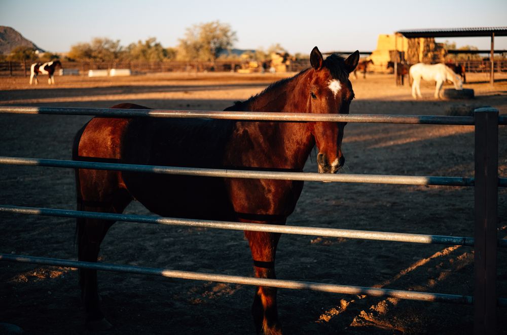Horses at the fence in evening light